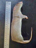 MSR Imporium Frozen Feeder Rats