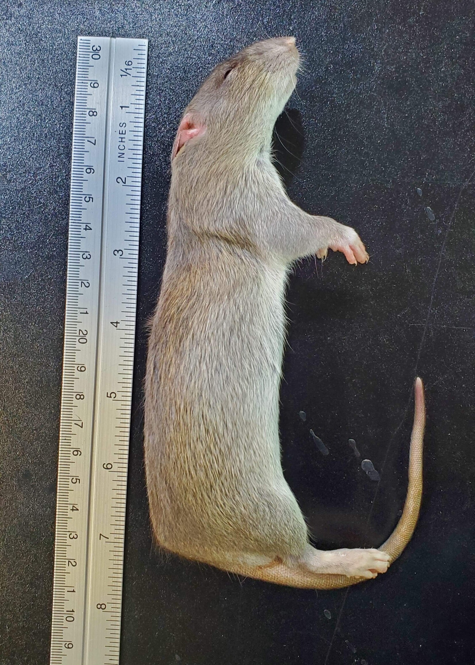 Dragon Lair Frozen Feeder Rats