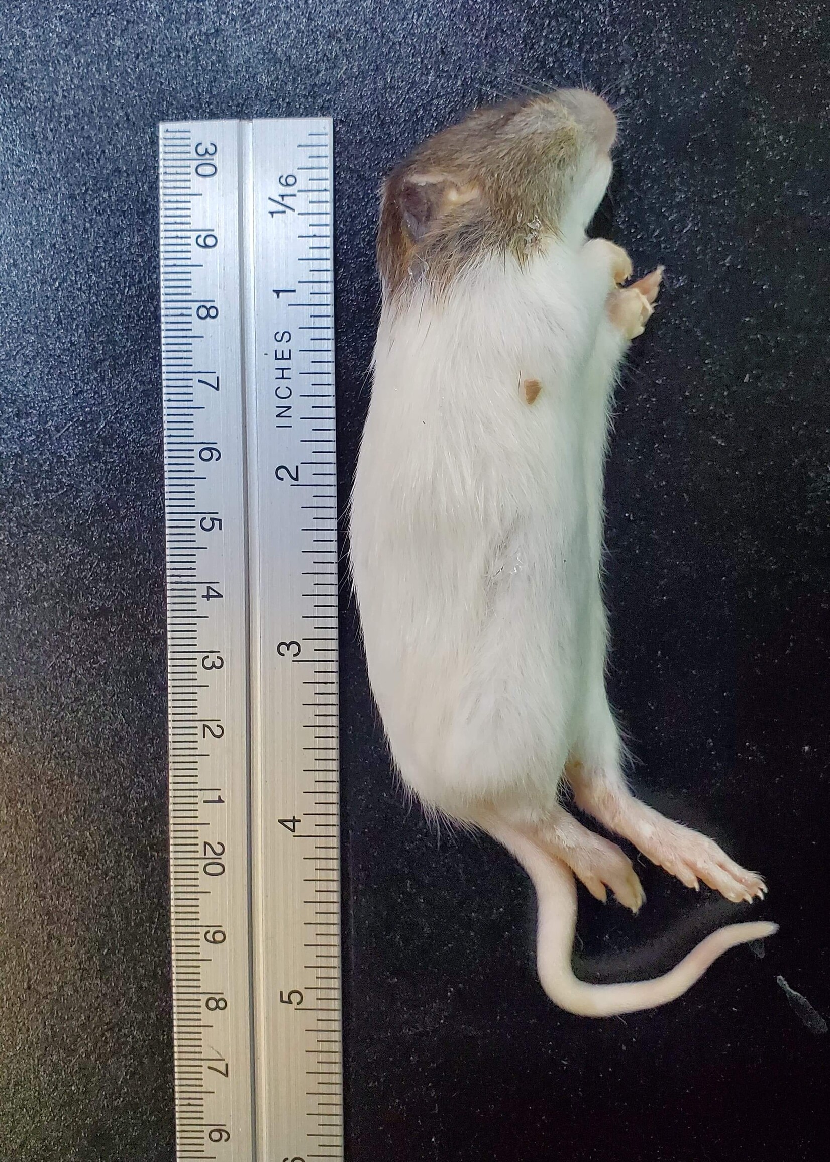 Dragon Lair Frozen Feeder Rats