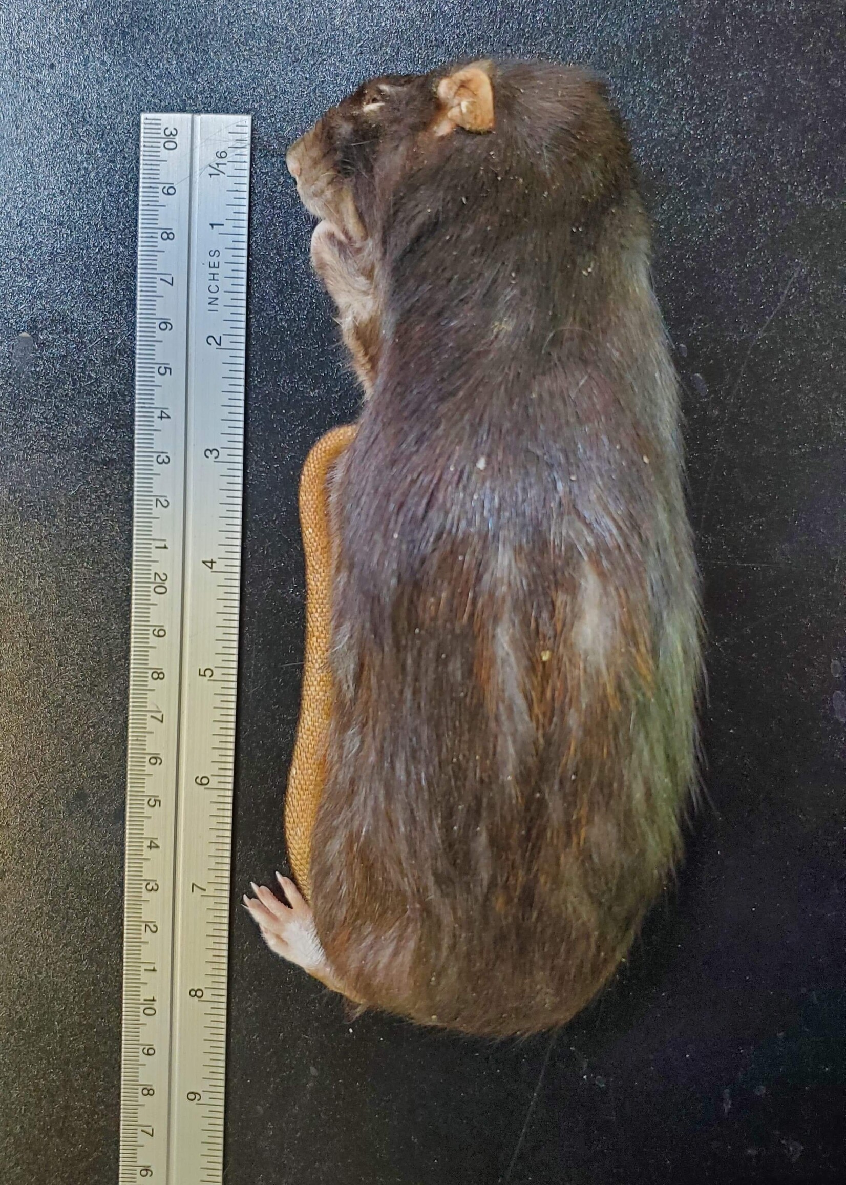 Dragon Lair Frozen Feeder Rats