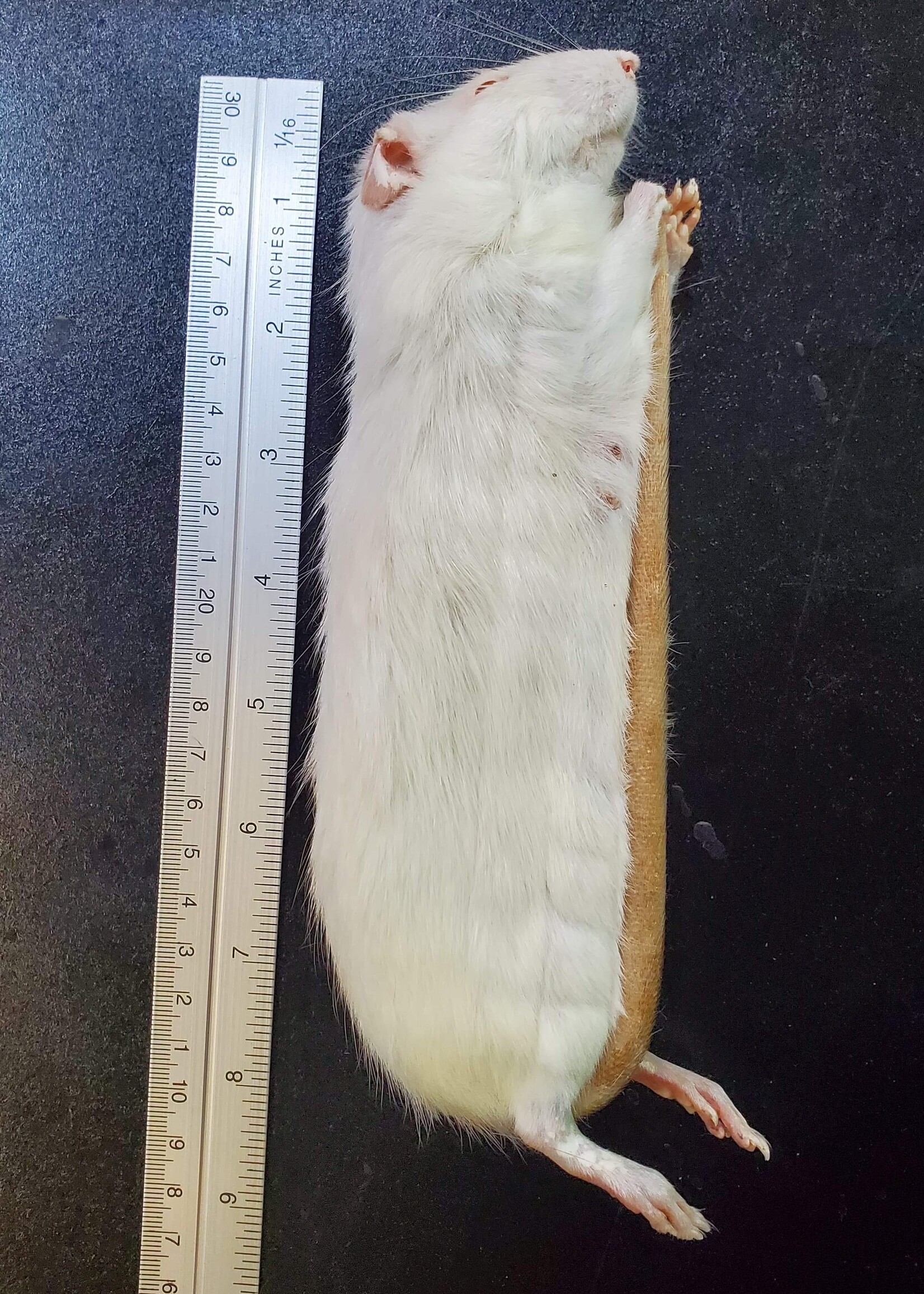 Dragon Lair Frozen Feeder Rats