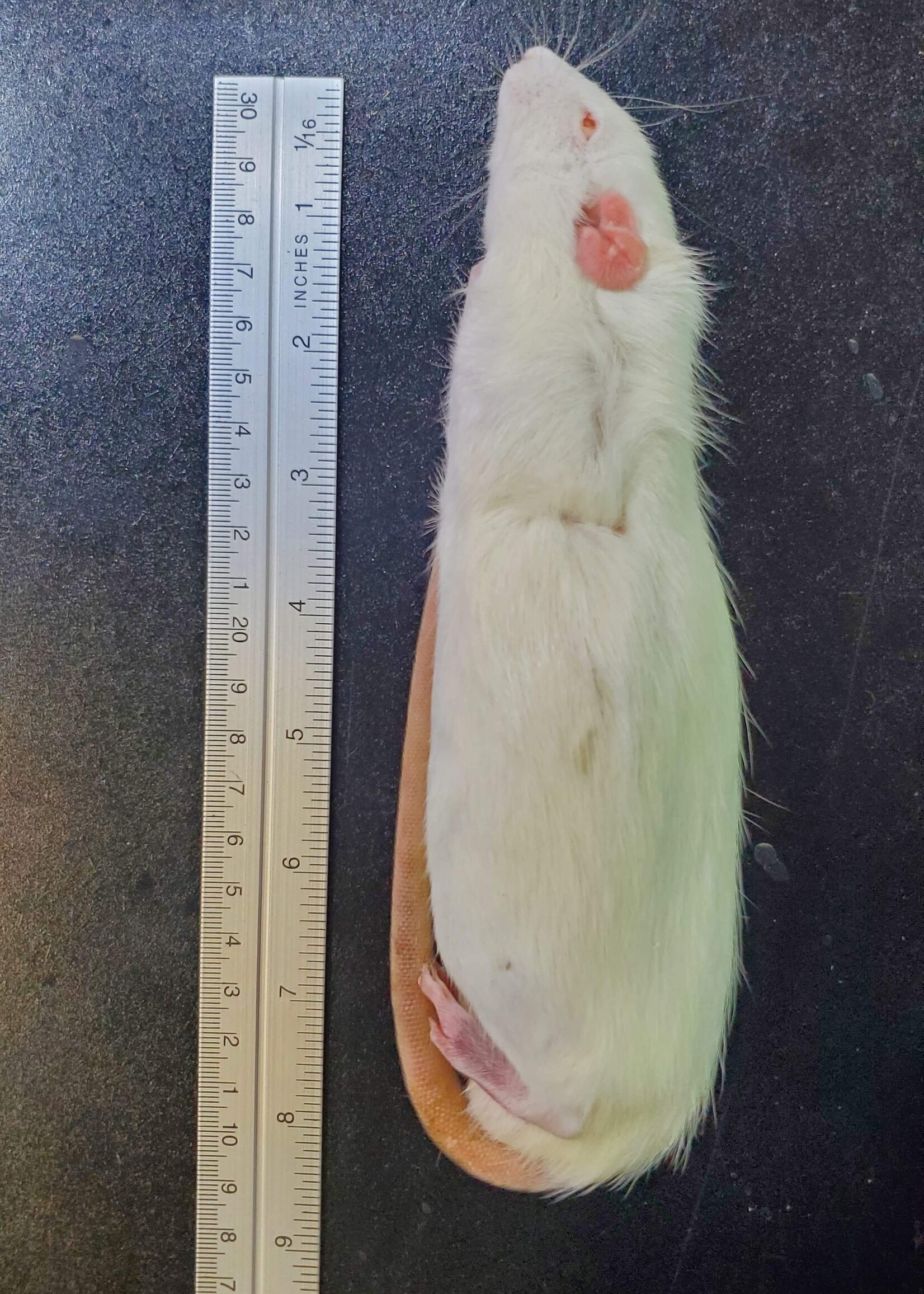 Dragon Lair Frozen Feeder Rats