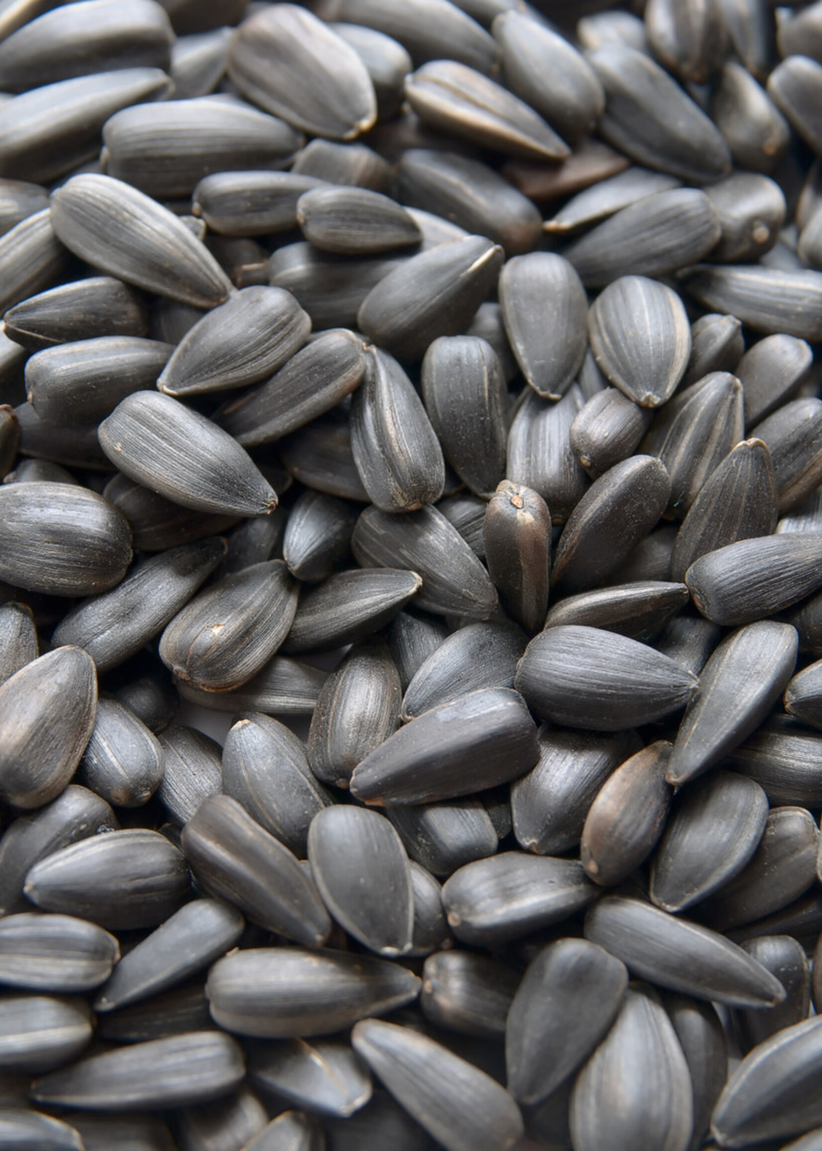 Wilmead Farms Wilmead Farms Black Oil Sunflower Seed 18kg