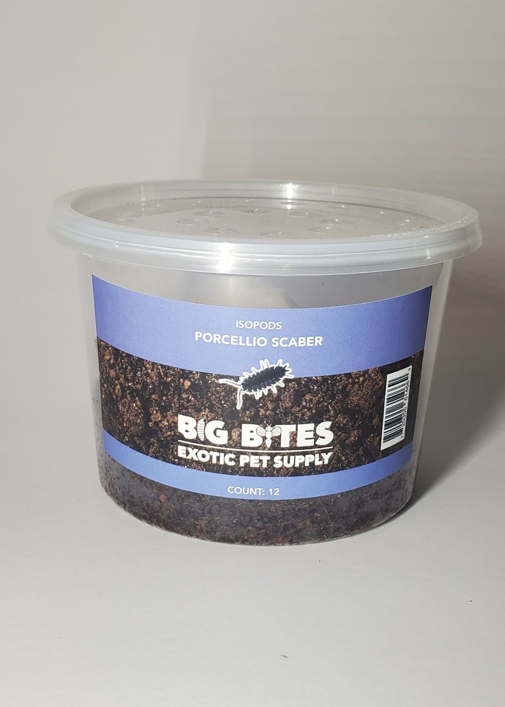 Big Bites Isopods Porcellio Scaber