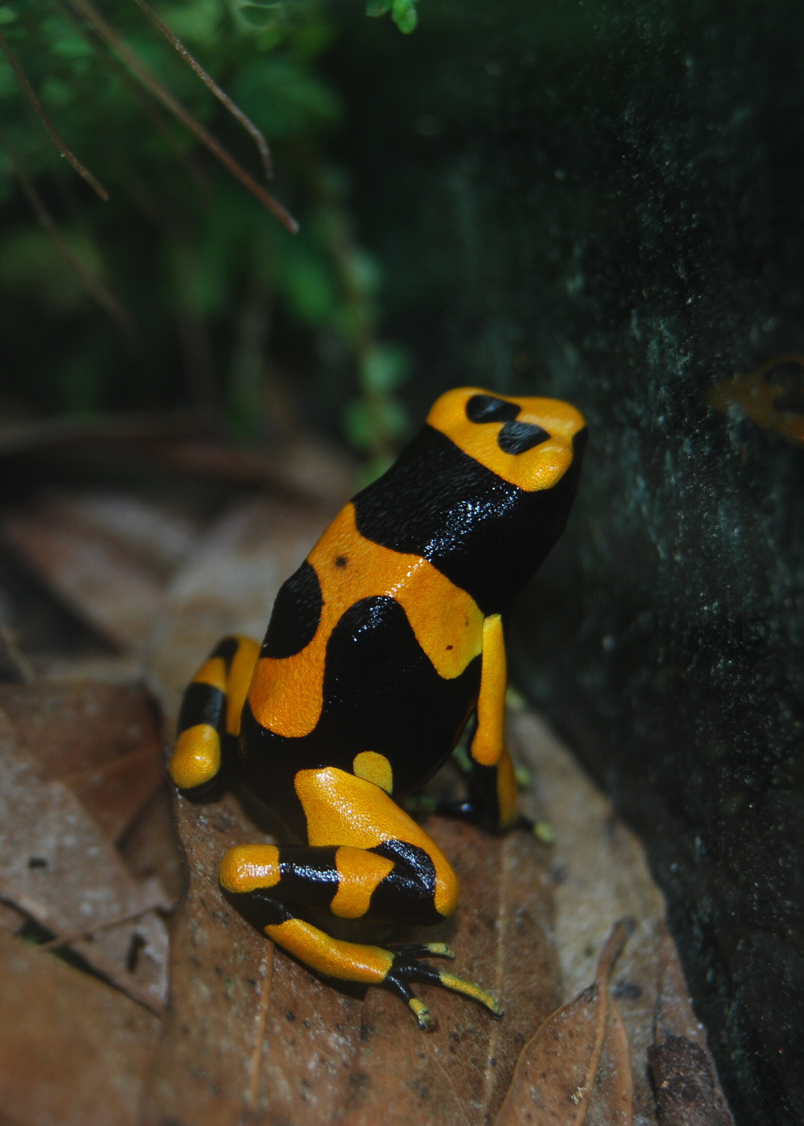 DART FROG D. Leucomelas Orange Banded Guyana