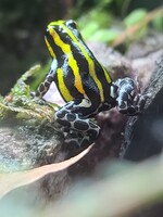 DART FROG R. Sirensis "Orange"