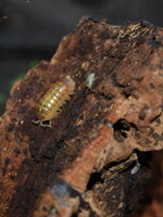 ISOPOD Armadillidium Vulgare Albino  12 pk