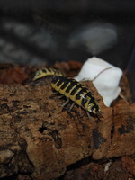 ISOPOD Ornatus Yellow (x10)