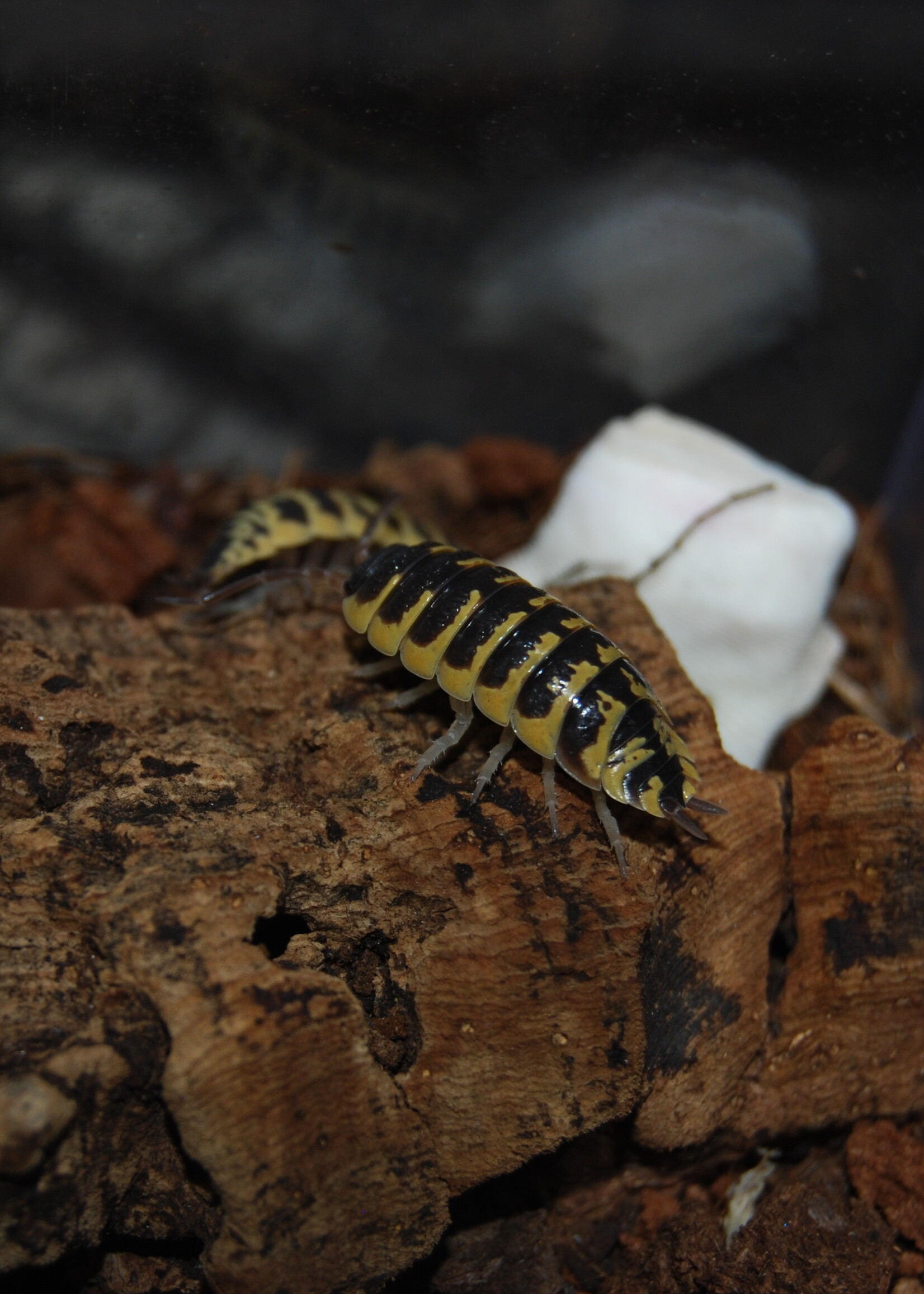 ISOPOD Ornatus Yellow (x10)