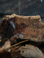 Isopod Porcellio Hoffmannseggii 6+