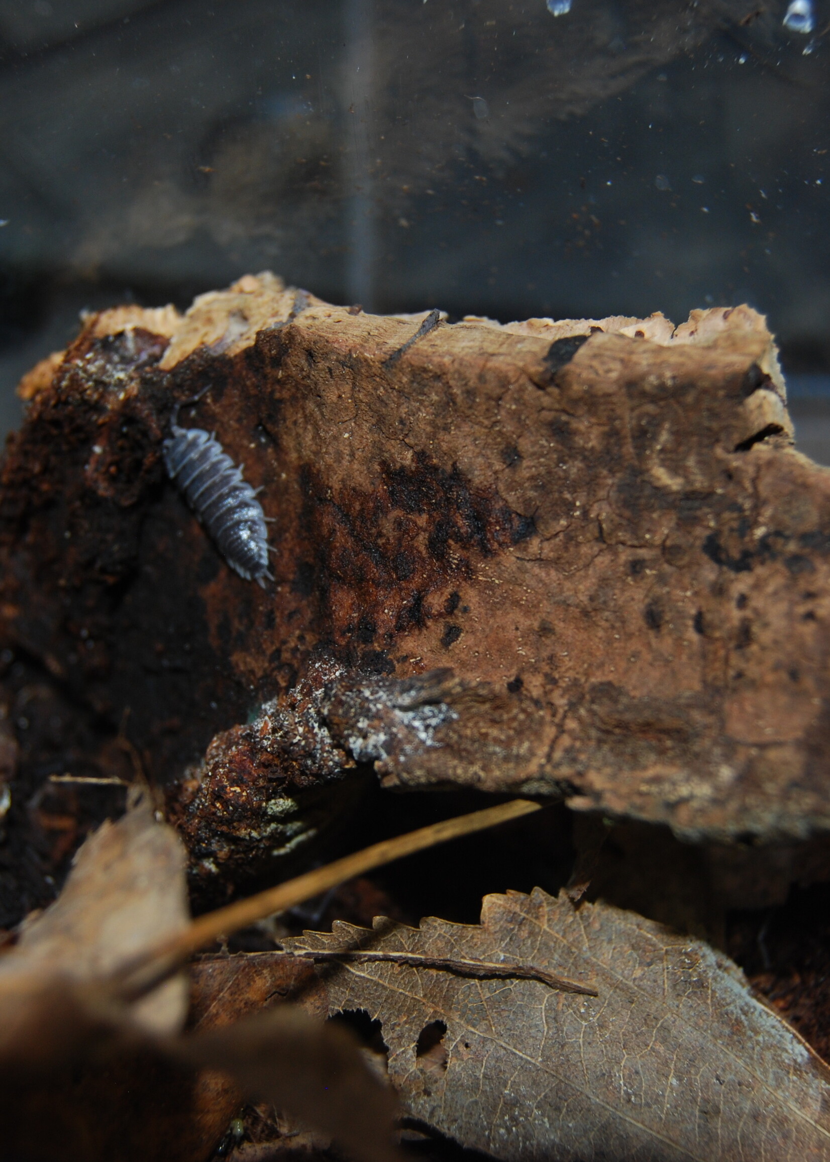 Isopod Porcellio Hoffmannseggii 6+