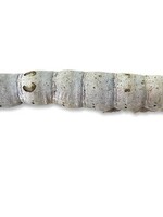 Silkworm single each
