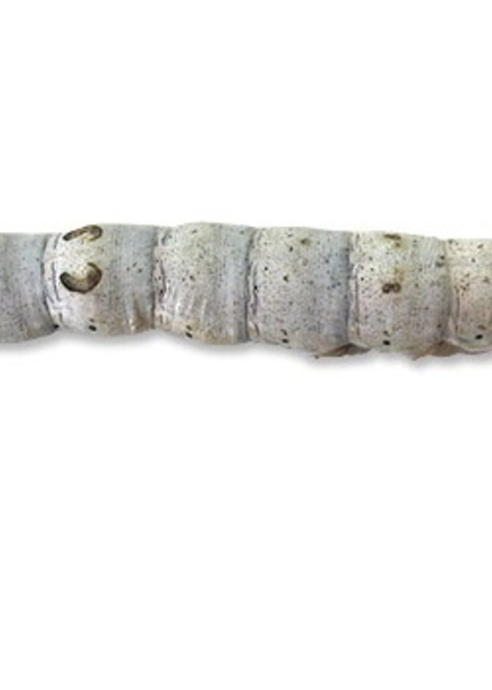 Silkworm single each