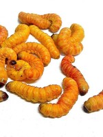 Butterworms single each