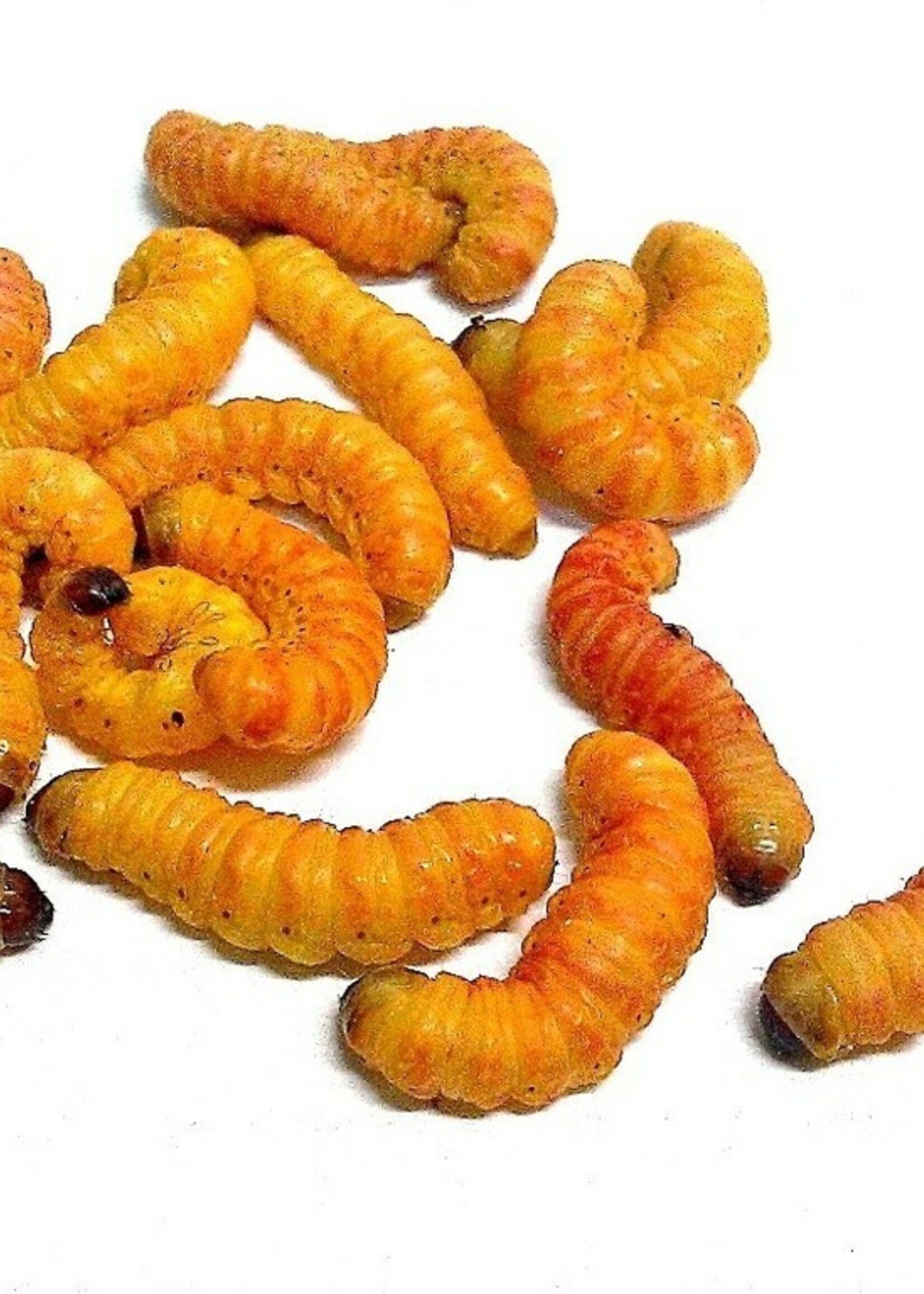Butterworms single each
