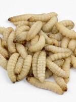 Dragon Lair Waxworms single each