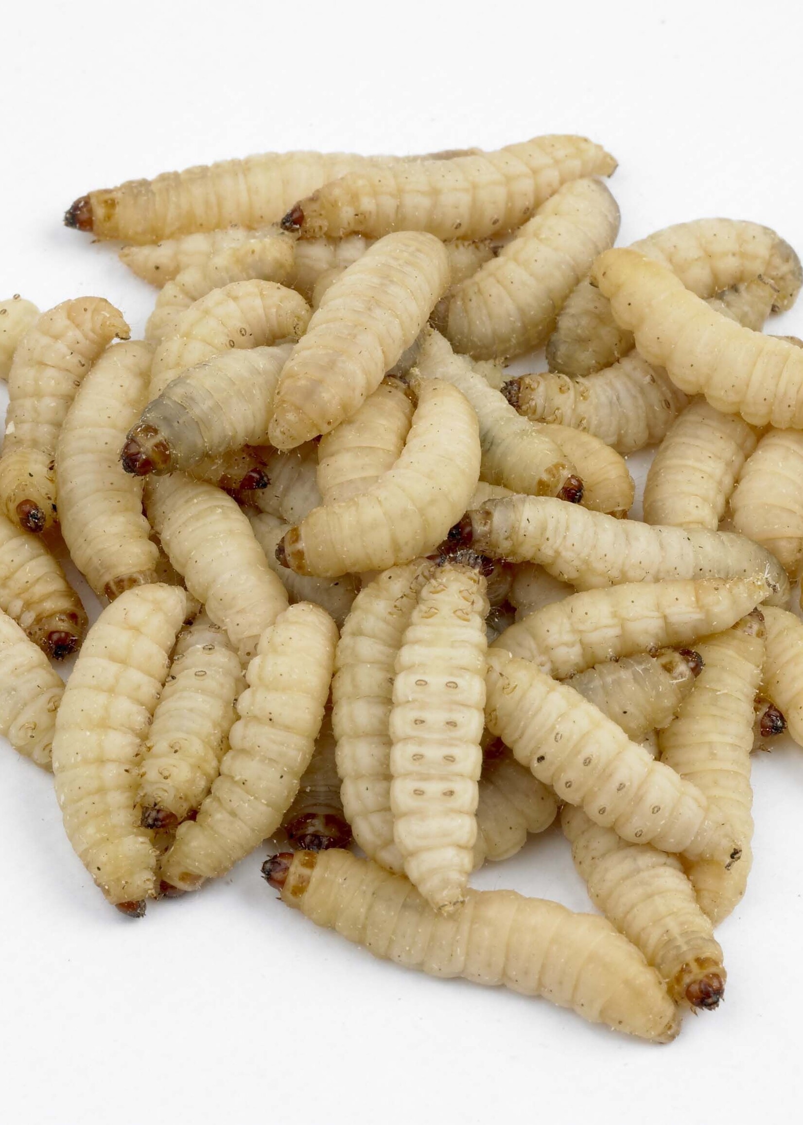 Dragon Lair Waxworms single each