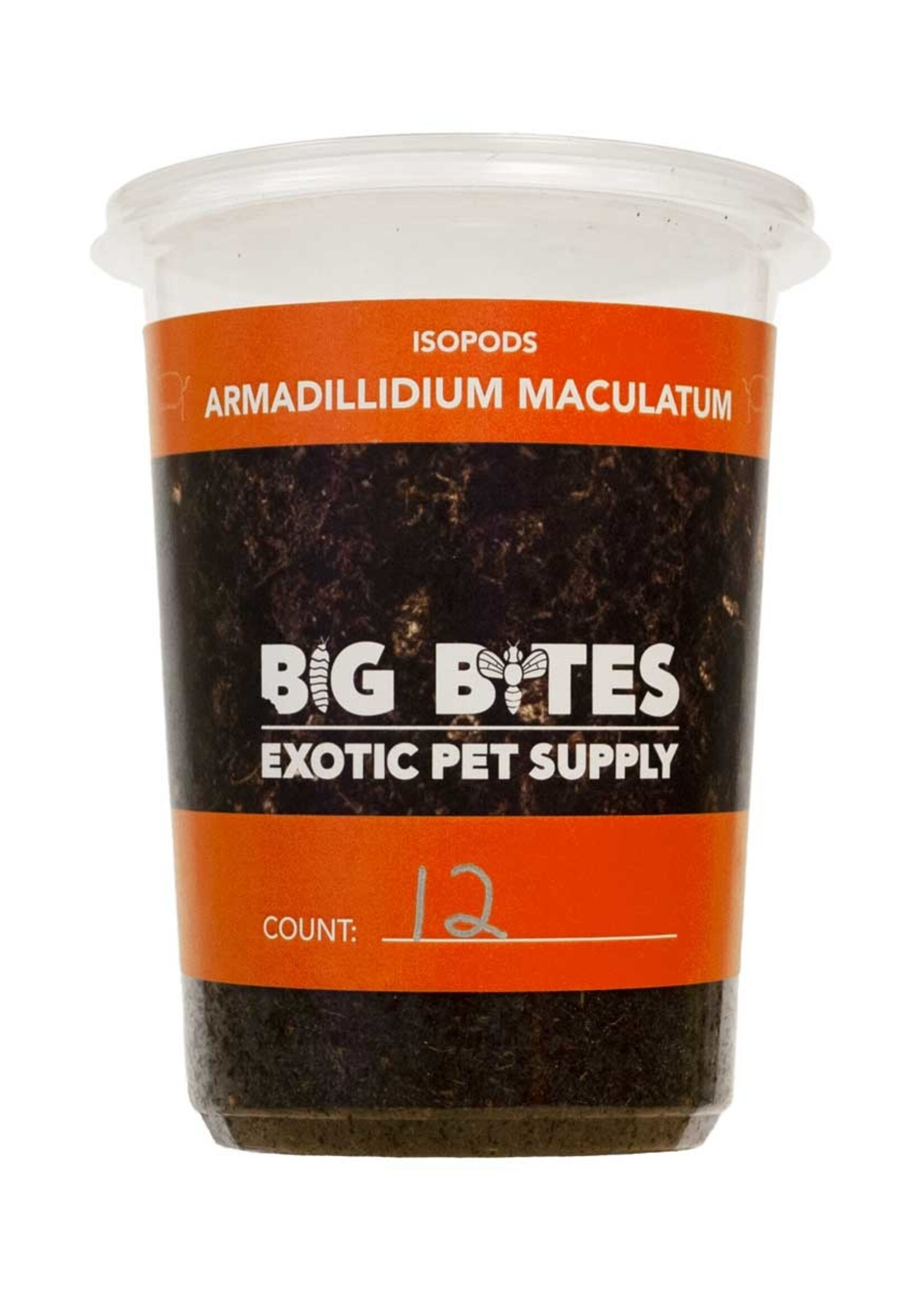 CJ Isopods Armadillidium Maculatum "Zebra" 12+