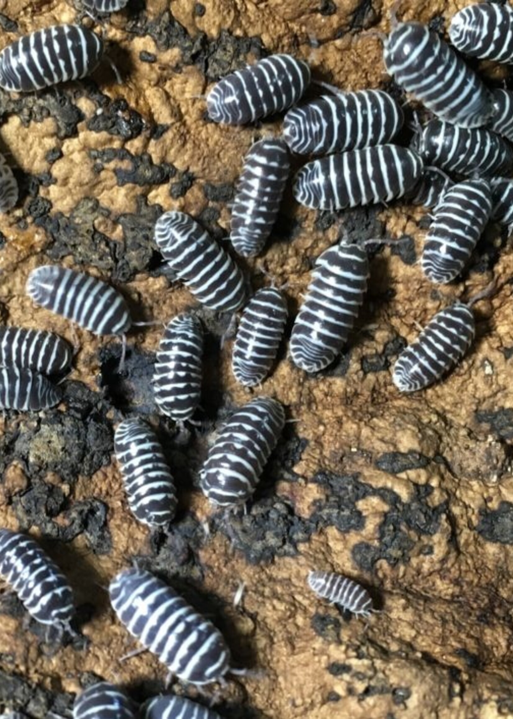 CJ Isopods Armadillidium Maculatum "Zebra" 12+