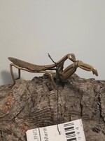 Brass Insect - Praying Mantis