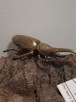 Brass Insect - Rhino Beetle