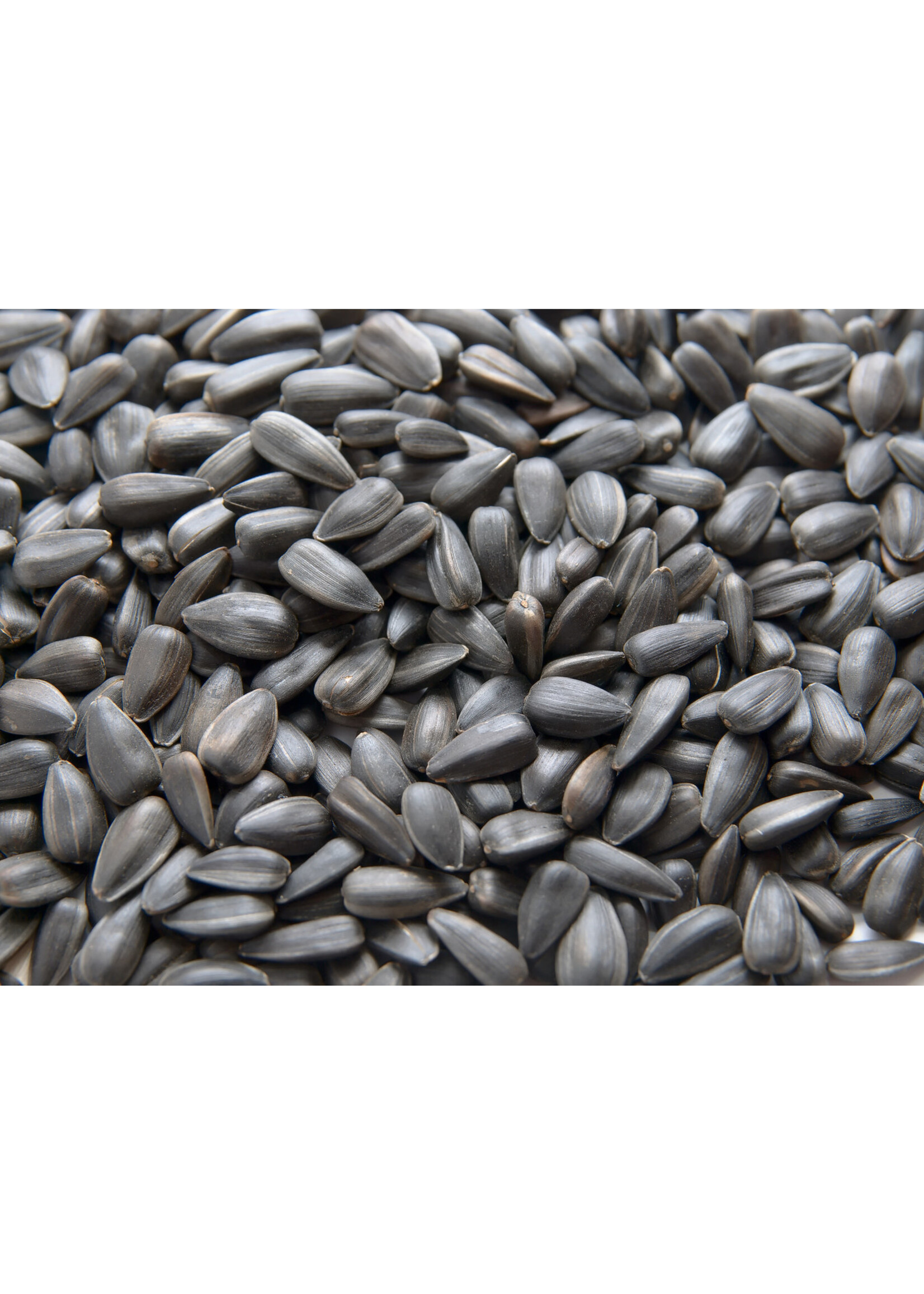 Wilmead Farms Wilmead Farms Black Oil Sunflower Seed 9 kg