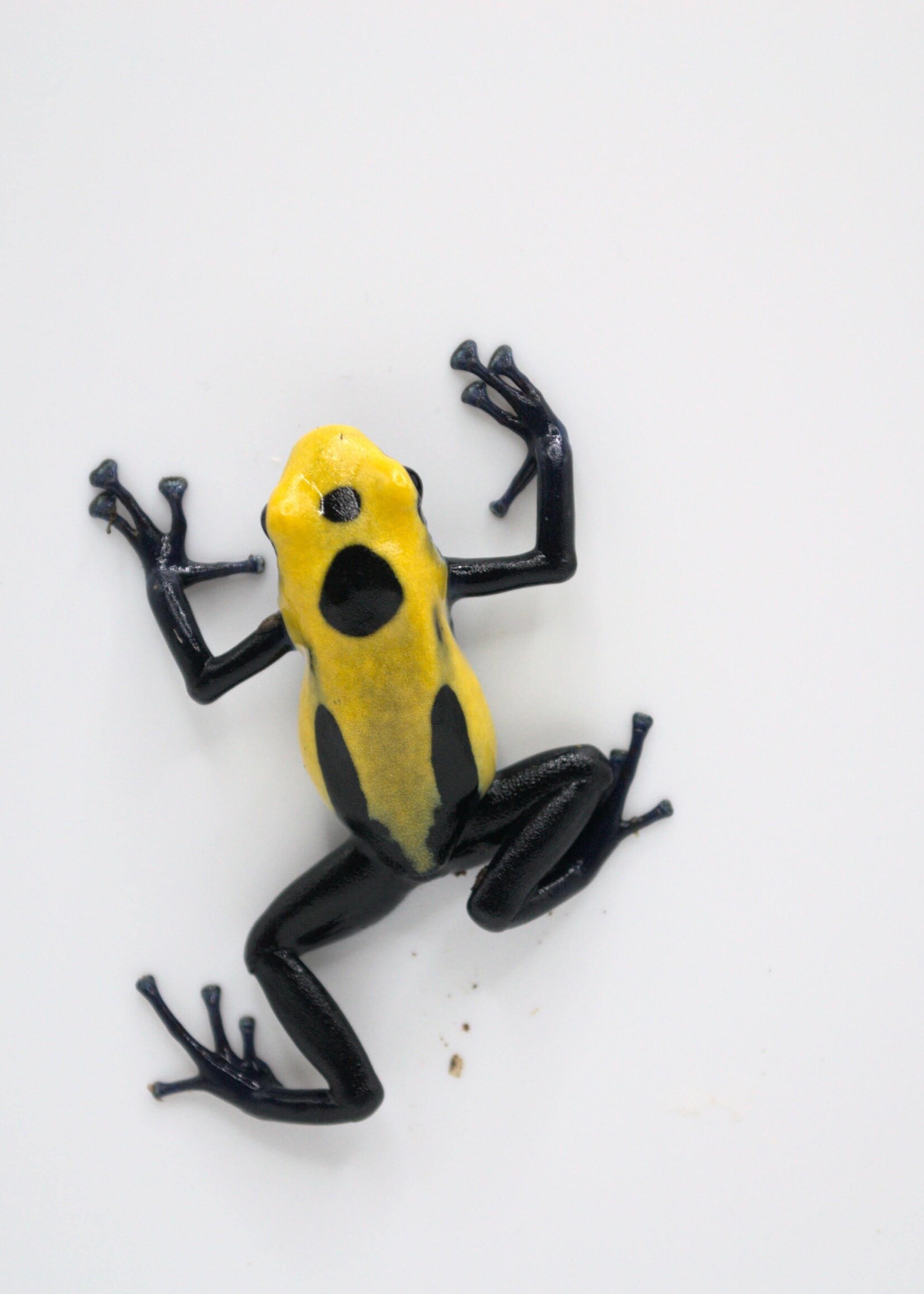 DART FROG D. Tinctorius Citronella