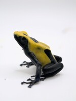 DART FROG D. Tinctorius Citronella