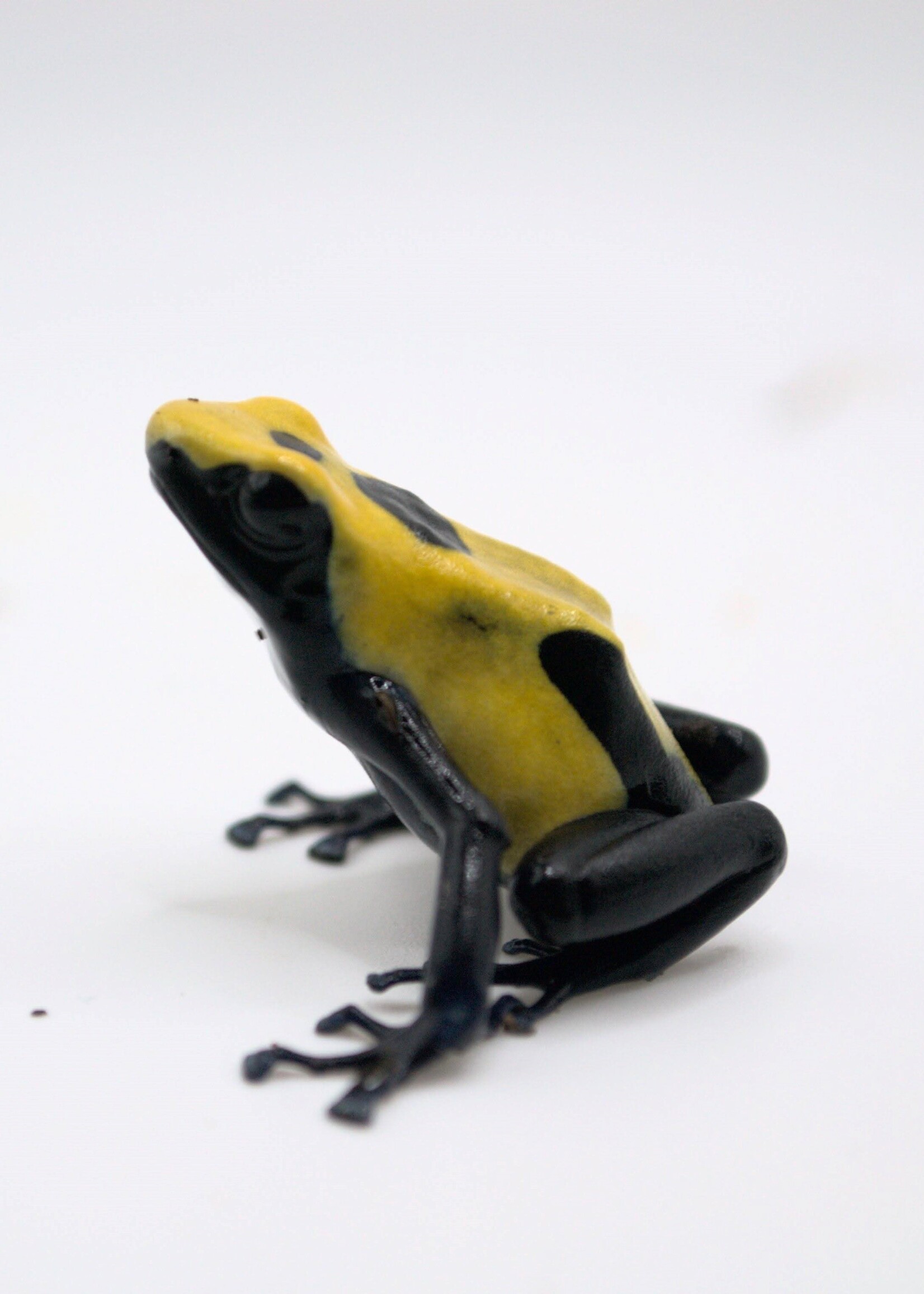 DART FROG D. Tinctorius Citronella