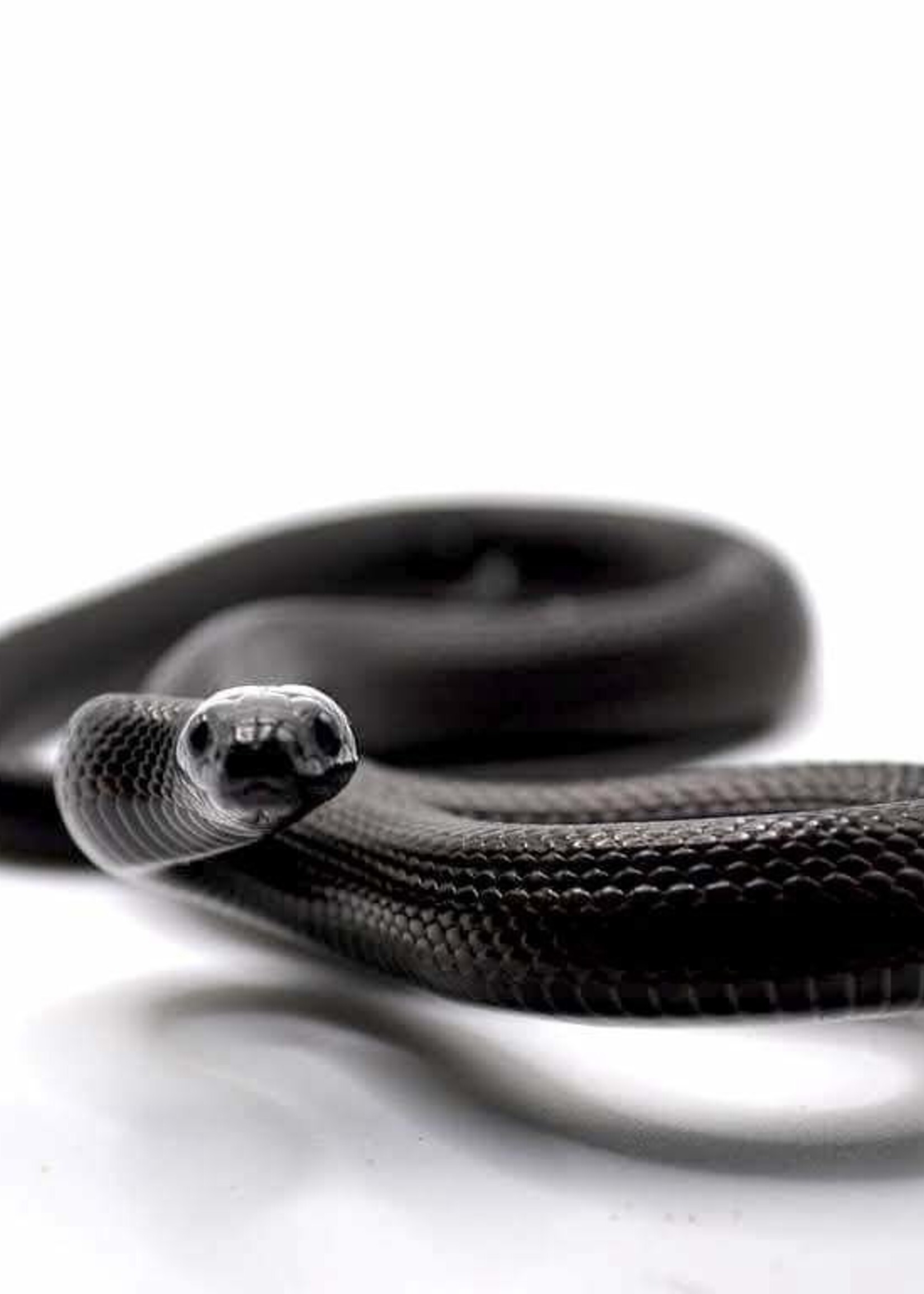 Mexican Black Kingsnake / Female / Juvenile