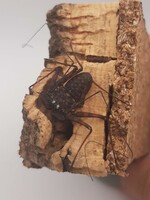 TAILLESS WHIP SCORPION / Unsexed / Juvenile
