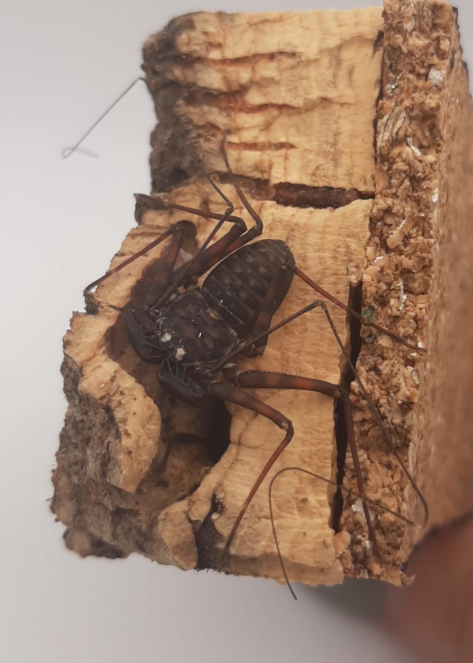 TAILLESS WHIP SCORPION / Unsexed / Juvenile