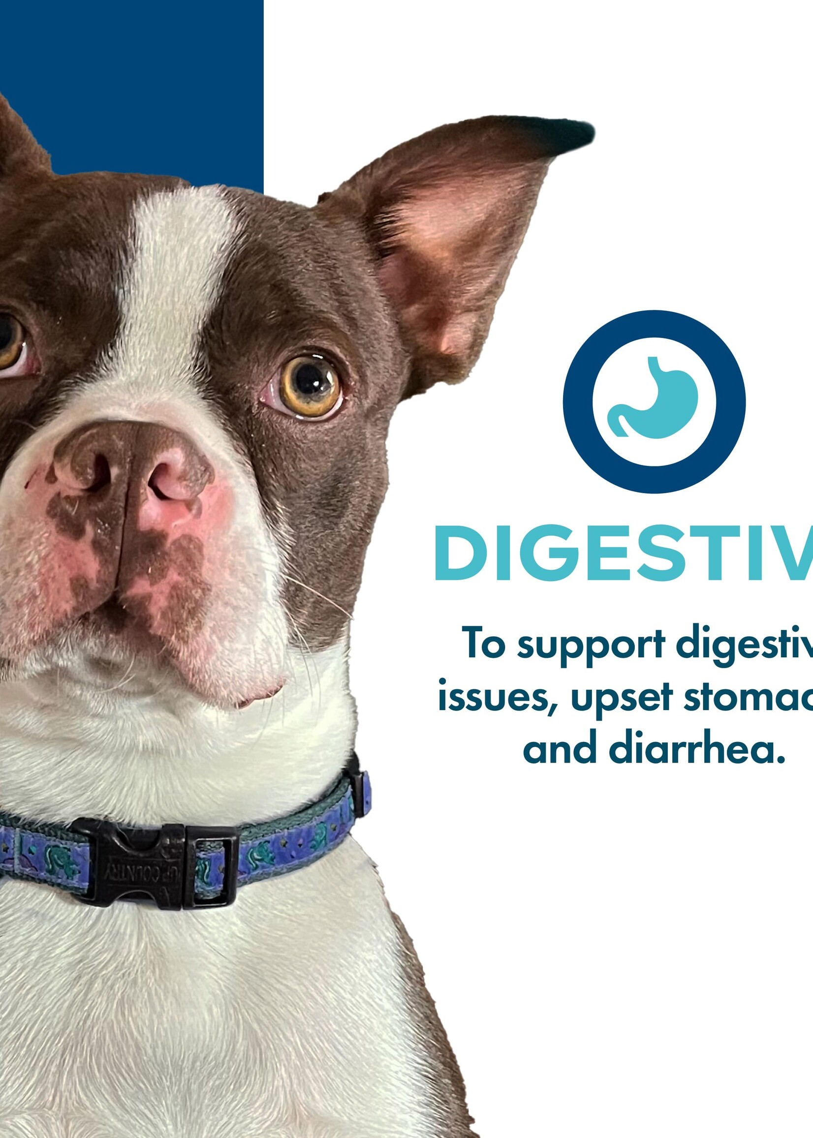 Fromm Fromm Nutritionals Dog Can- Digestive 13oz