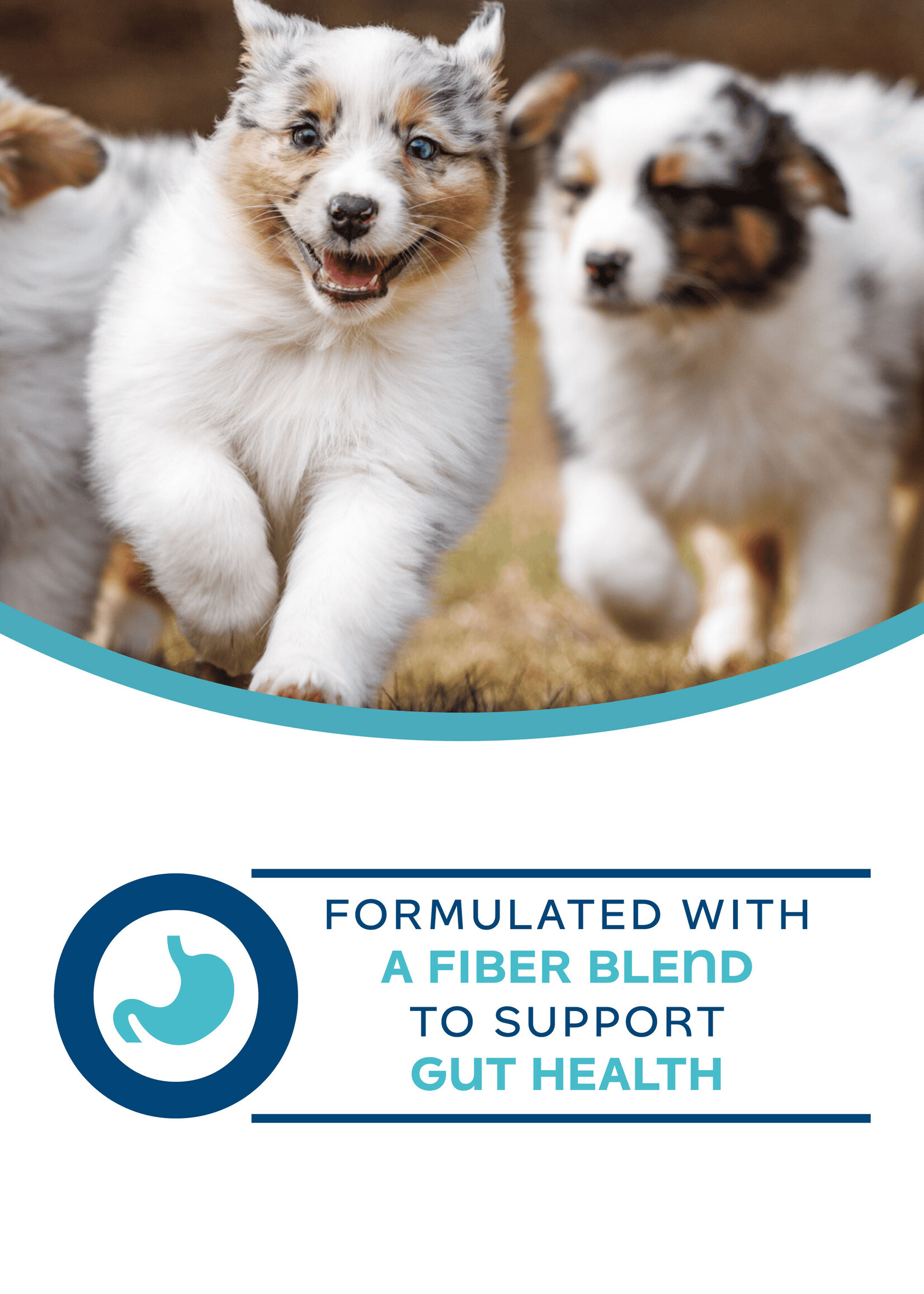 Fromm Fromm Nutritionals Dog Can- Digestive 13oz