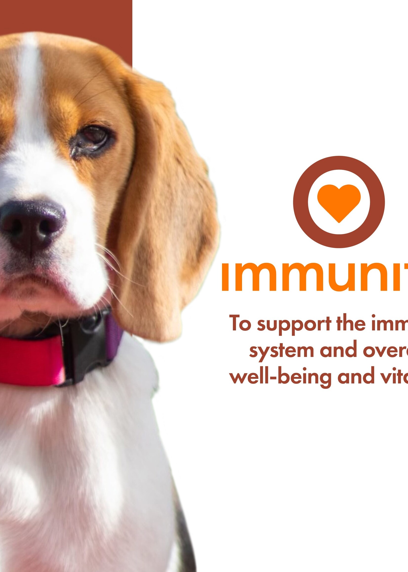 Fromm Fromm Nutritionals Dog Can- Immunity 13oz