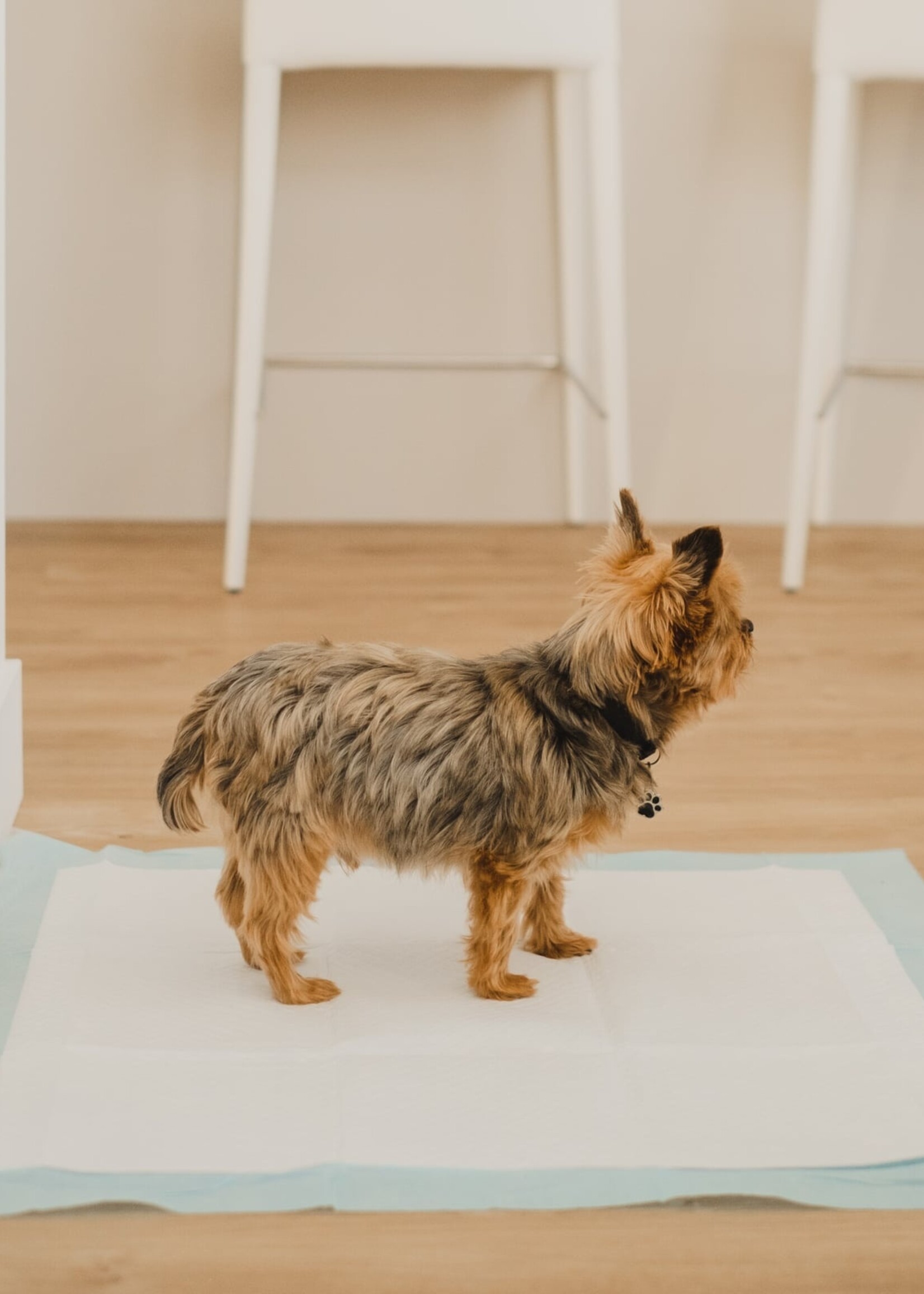 Bud-Z Bud-Z Puppy Pads