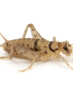 Live Crickets 3/4”