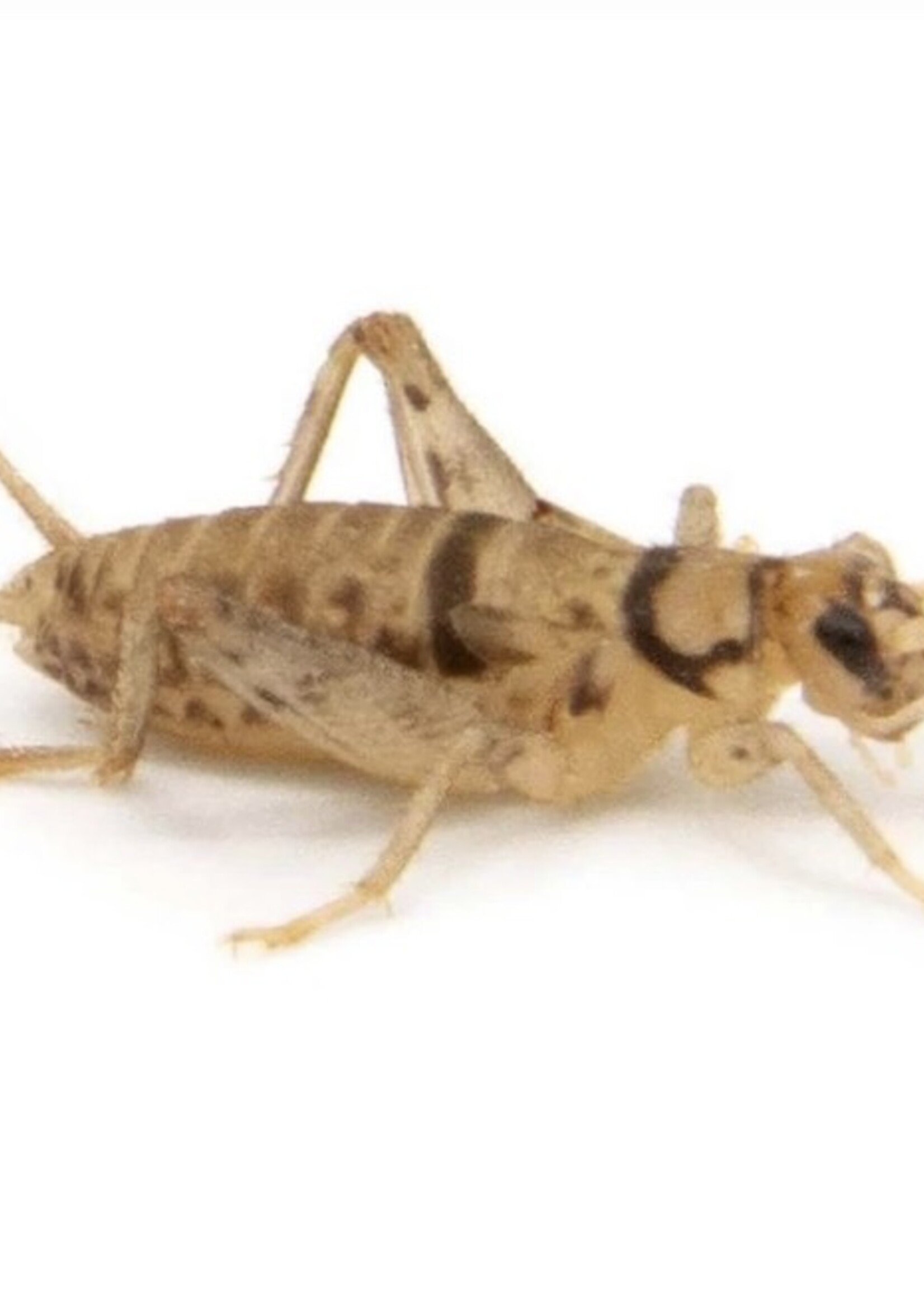 Live Crickets 3/4”