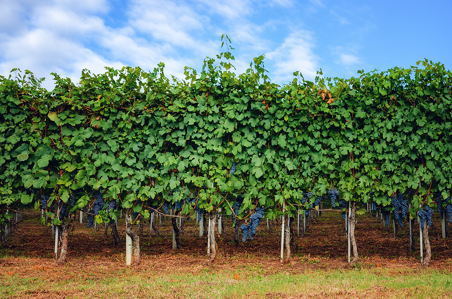 Nebbiolo vine training