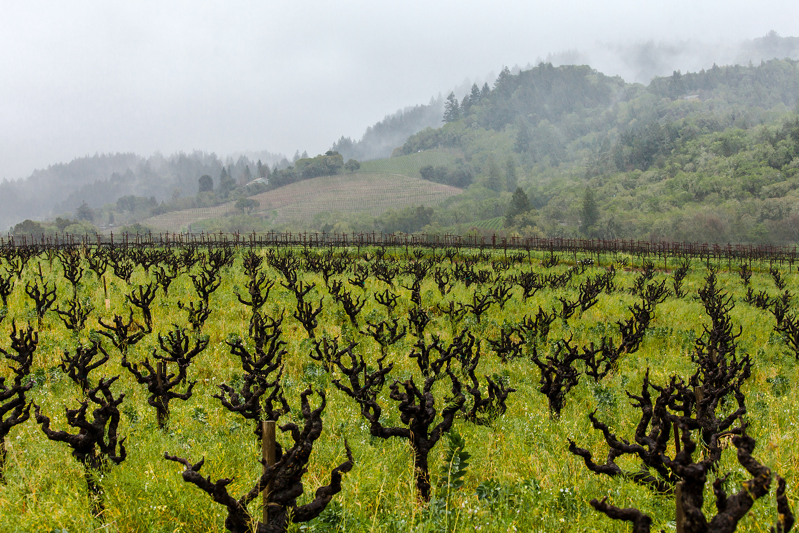 Food and Wine Pairings with Zinfandel DCanter