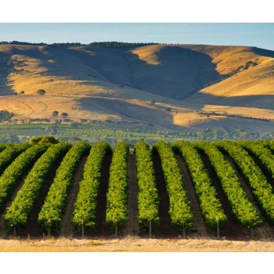 Overshadowed Grapes from Regions Famous for Something Else