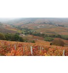 Exploring Cru Beaujolais