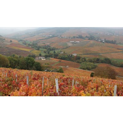 Exploring Cru Beaujolais