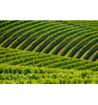 Oregon's Willamette Valley