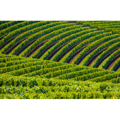 Oregon's Willamette Valley