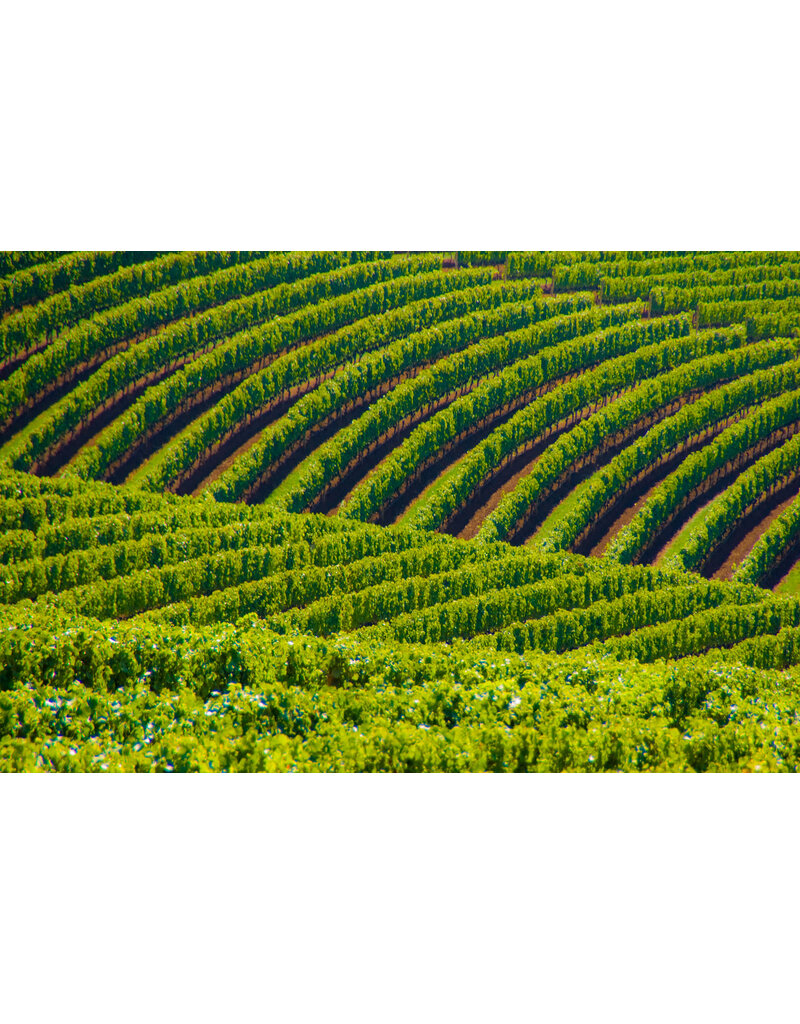 Oregon's Willamette Valley