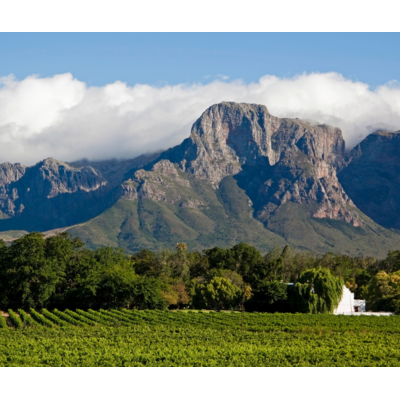 Cape Crusaders: The Wines of South Africa