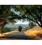 Sipping Through Sonoma