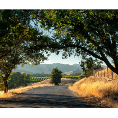 Sipping Through Sonoma