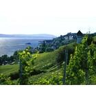 More than Riesling! Exploring Germany's Other Wines